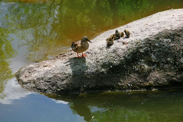 stock image Duck and little ducklings