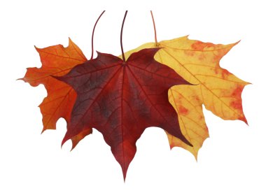 Akçaağaç yaprakları