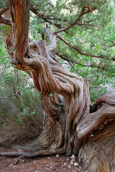 El enebro el tronco del árbol — Foto de Stock