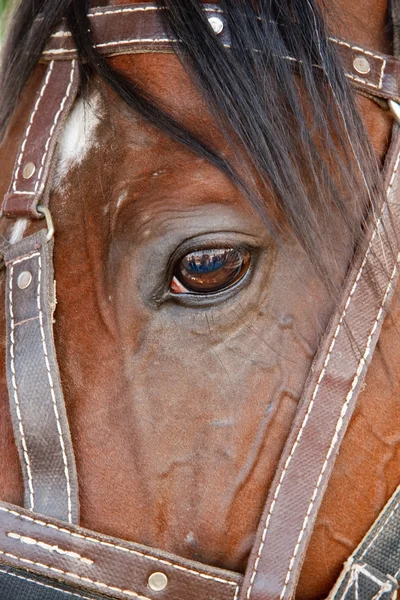 Eye of horse — Stock Photo, Image