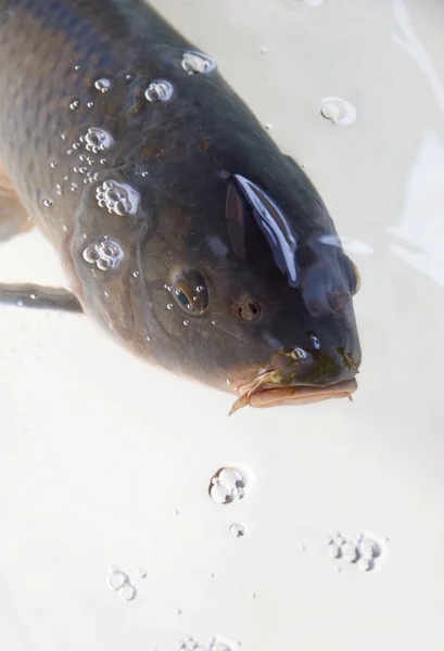 stock image Fish