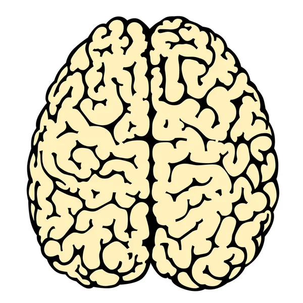 Cerebro — Vector de stock