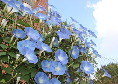 Morning Glory blooms clipart