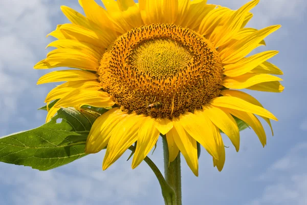 Sunflower — Stock Photo, Image