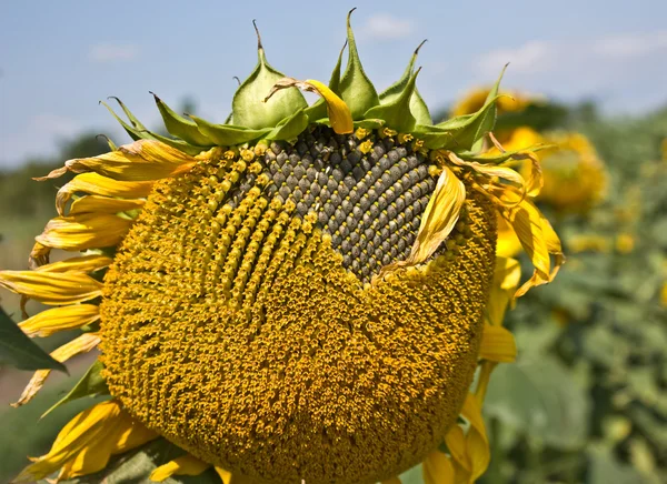 Old sunflower — Stock Photo, Image