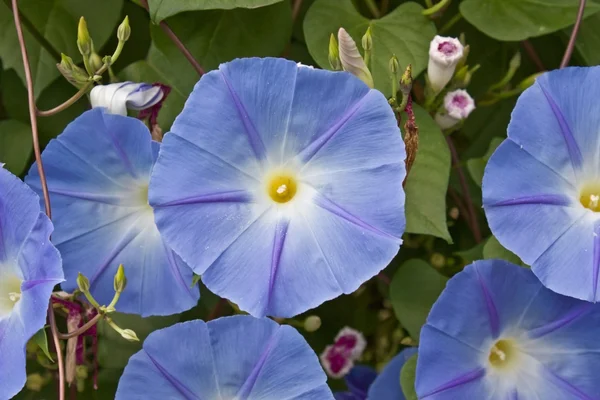 Stock image Morning Glory blooms