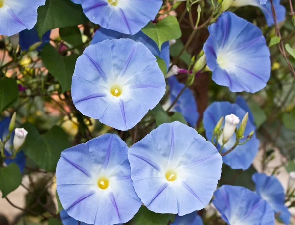 stock image Morning Glory blooms