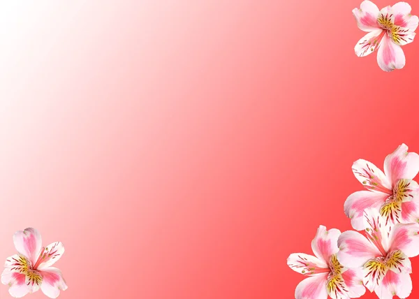 Flowers on a red background — Stock Photo, Image