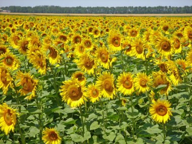 Sunflower field clipart