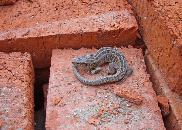 stock image Lizard