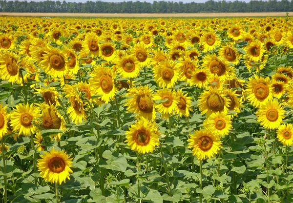 Sunflower field — Stock Photo, Image