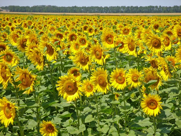 Sunflower field — Stock Photo, Image