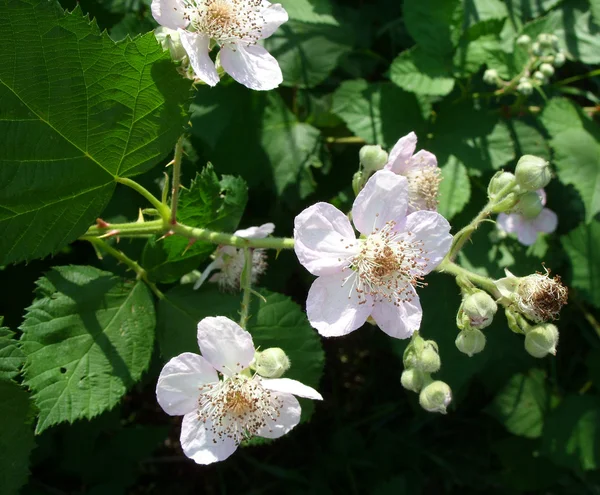 Bílá blackberry květy — Stock fotografie