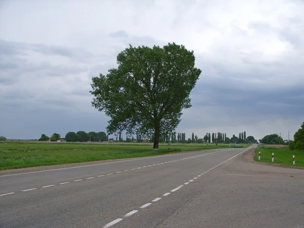 Yalnız ağaç ve yol — Stok fotoğraf