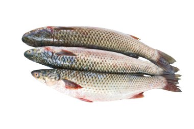 Grey mullet clipart