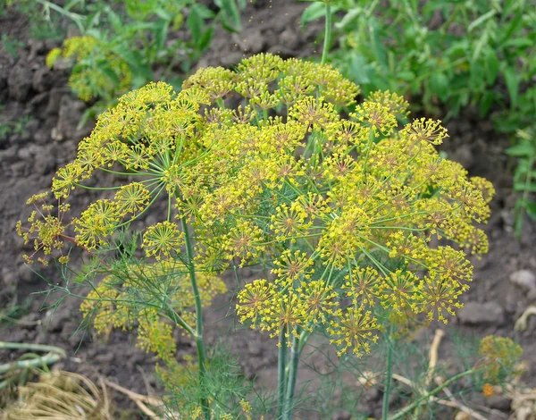 stock image Dill