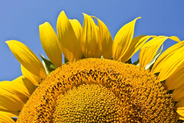 Sunflower — Stock Photo, Image