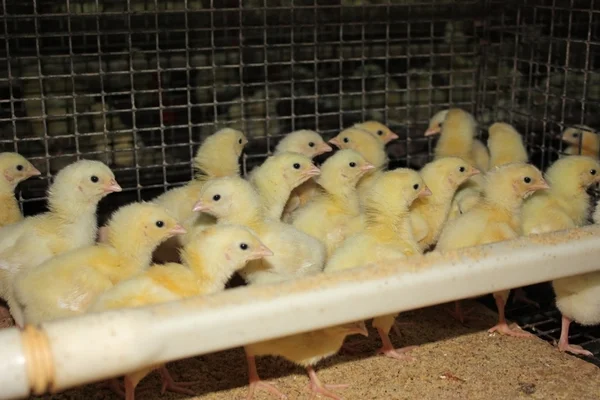 stock image Chicken farm
