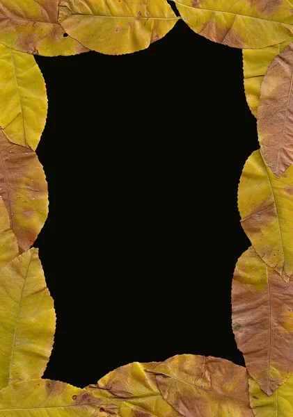Yellow leafs — Stock Photo, Image