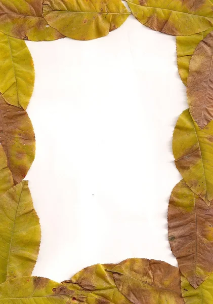 Liść na białym tle — Zdjęcie stockowe