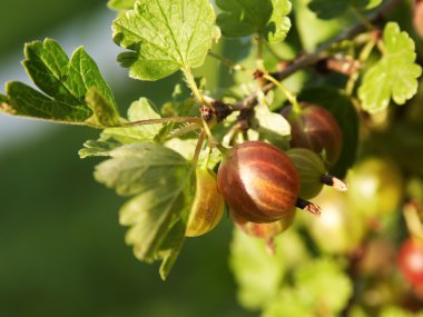 Ripe gooseberries on the branch clipart