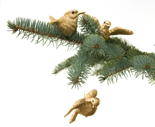 Birds on pine brunch — Stock Photo, Image
