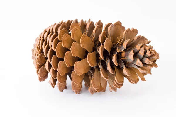 Cone de pinheiro isolado sobre fundo branco — Fotografia de Stock