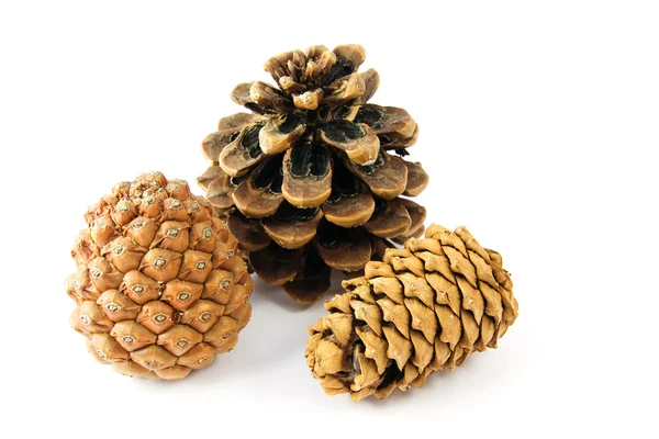 stock image Three fir cones on white