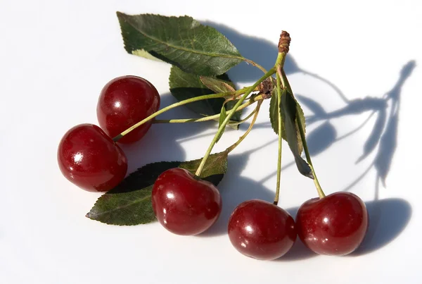 Ripe red cherries with shadow — Stock Photo, Image