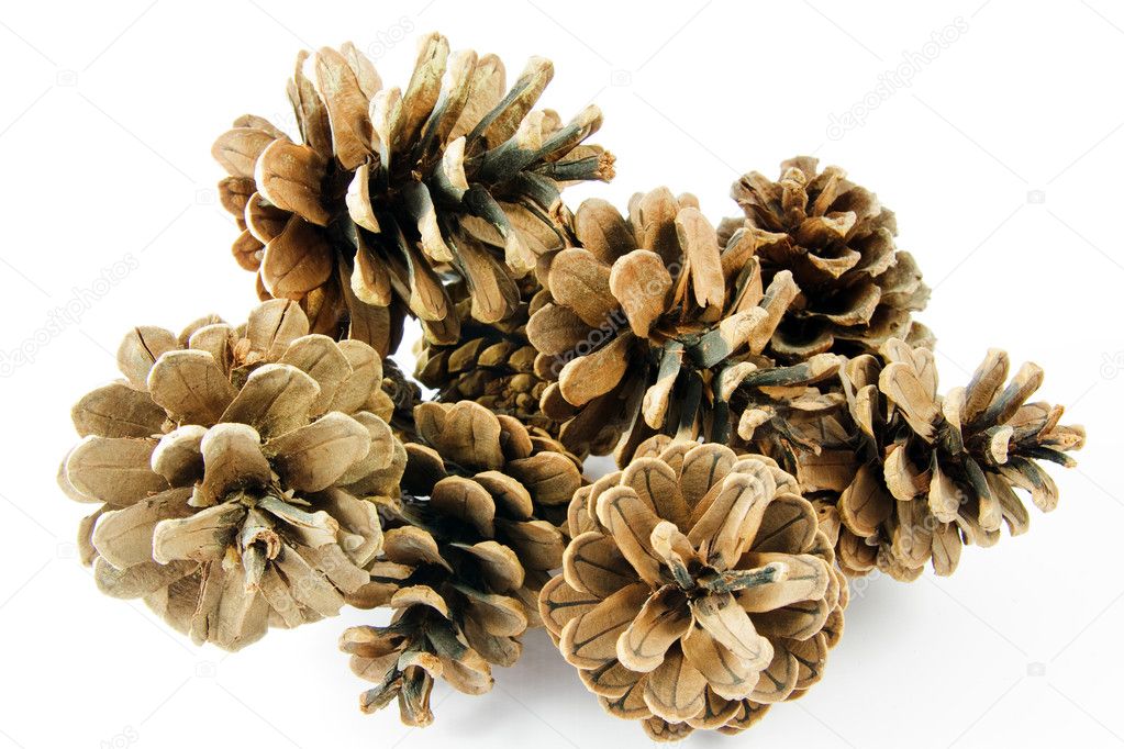 Fir cones on white