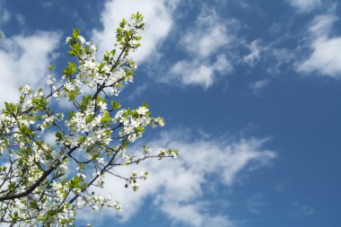 çiçek açması kiraz ağacı dalı altında mavi