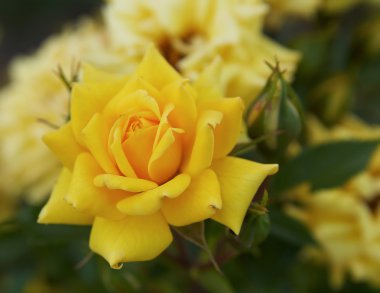 Yellow rose in the garden clipart