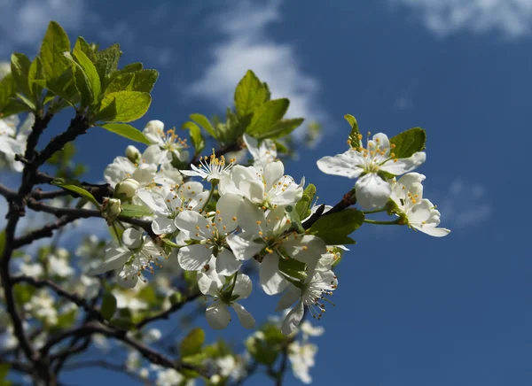 Közelkép kép a cseresznye virágok felett az blu — Stock Fotó