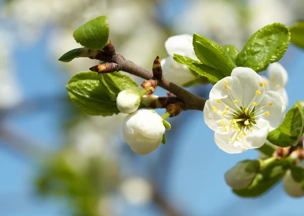 Közelkép kép a cseresznye virágok — Stock Fotó