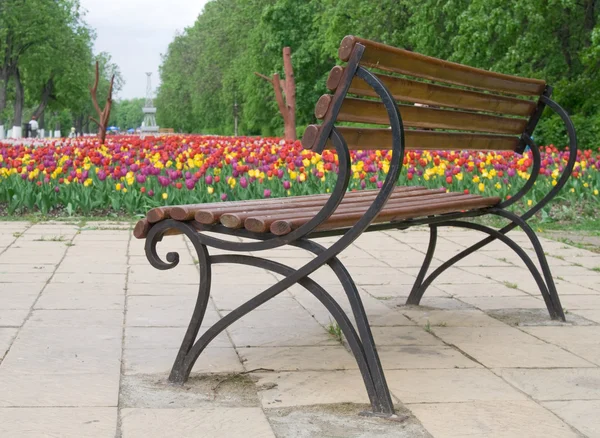 Brown bench near flower bed with tulips — стокове фото