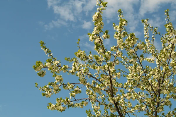 Stock image Blossoming cherry tree under blue sky ba