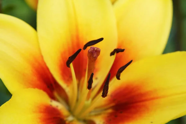 Macro shot of yellow lily — Stock Photo, Image