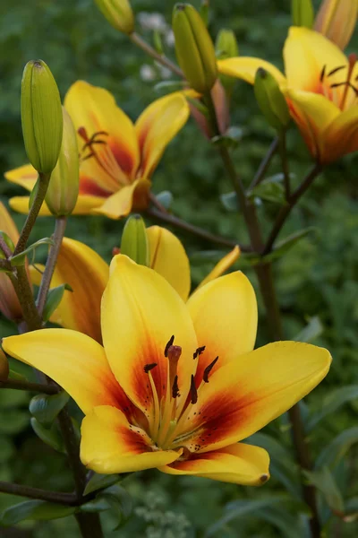 Yellow lilies in the garden — Stock Photo, Image