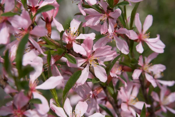 stock image Closeup image of pink spring flowers