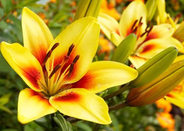Yellow-red beautiful lily in a garden clipart