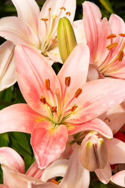 Light Pink Asiatic Lily 