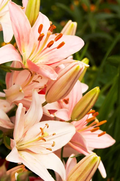 Beautiful pink lilies in a garden — Stock Photo, Image