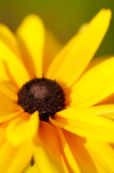 黄色の黒のスーザンの花のクローズ アップ — ストック写真