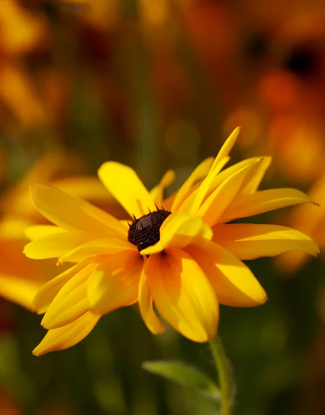 Sarı rudbeckia — Stok fotoğraf
