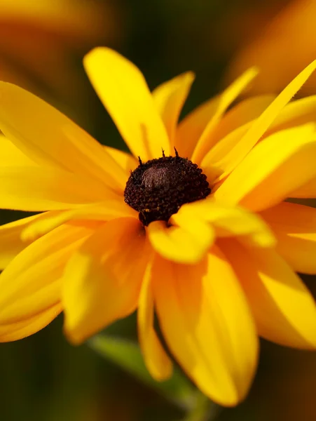 Macro shot di rudbeckia gialla. Poco profondo — Foto Stock
