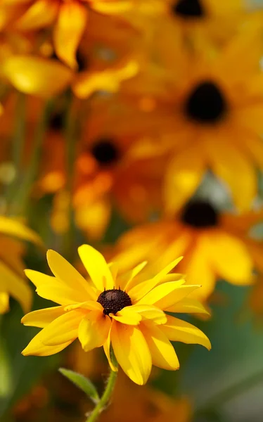 Gele rudbeckia in een tuin. selectieve — Stockfoto