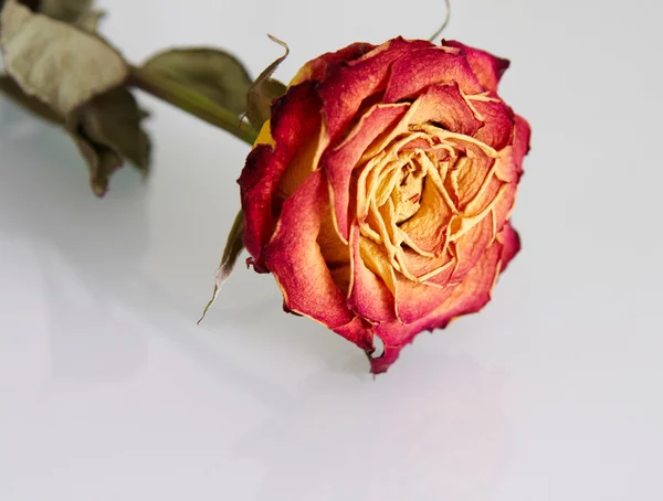 Close-up of faded rose with reflection — Stock Photo, Image