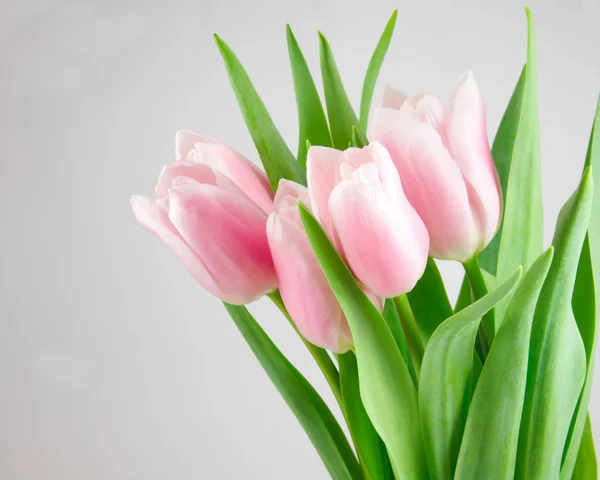 stock image Pinky-white tulips