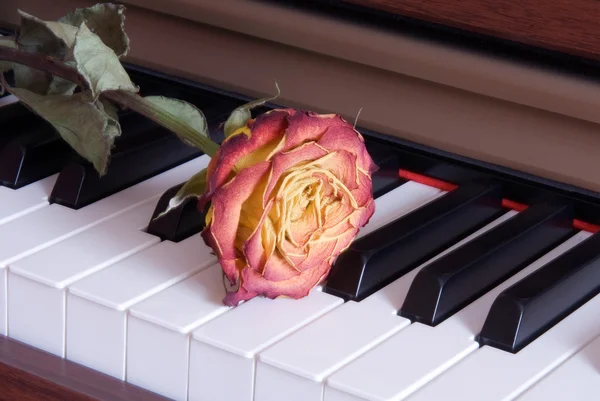Róża na klawiszach fortepianu — Zdjęcie stockowe