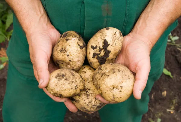 Mans hands holding fresh dug potatoes — Stock Photo, Image